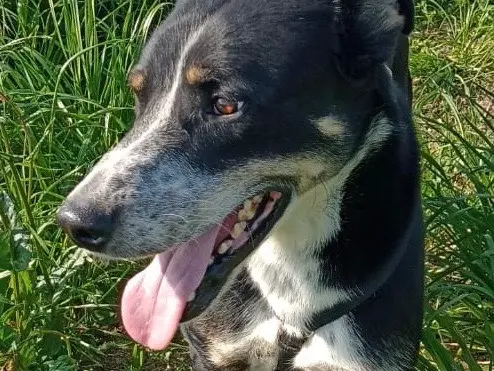 Vuoi adottare un cane a Milano?