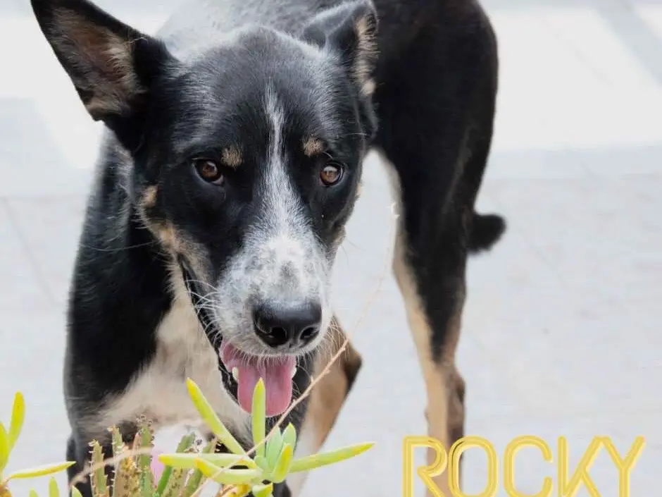 Adozione cane, maschio, Razza sconosciuta Razza sconosciuta, 5 anni e 6 mesi, taglia media, Milano