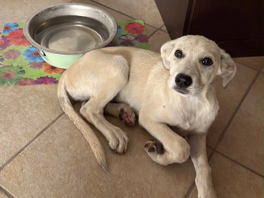 Adozione cane, femmina, Razza sconosciuta Razza sconosciuta, 4 mesi, taglia media, Savona