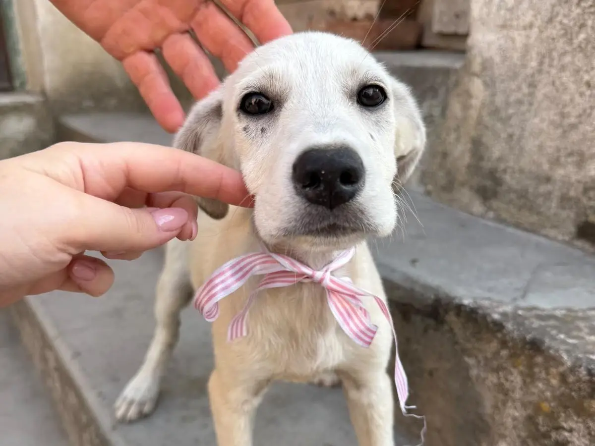 Adotta un cane, taglia media, femmina, Savona