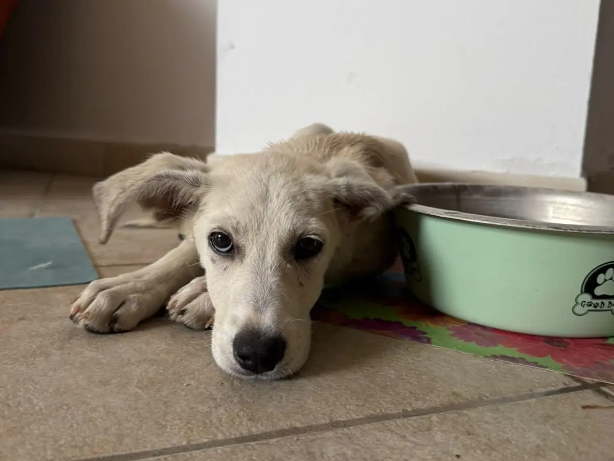 Vuoi adottare un cane a Savona?