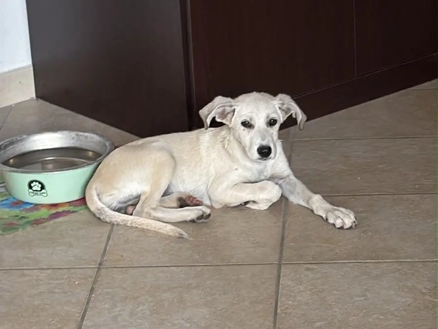 Adotta un cane, femmina, 4 mesi, Savona