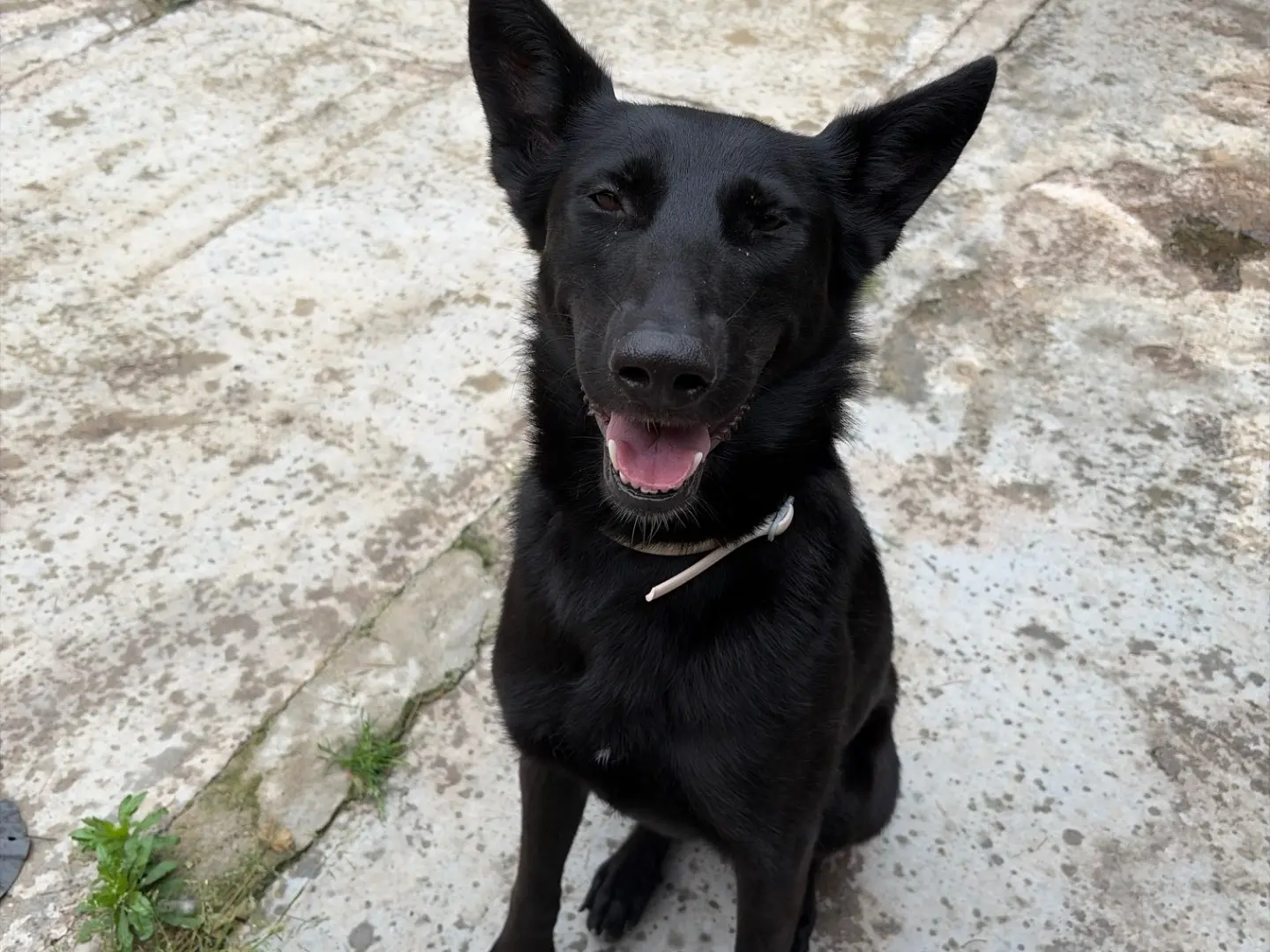Vuoi adottare un cane a Milano?