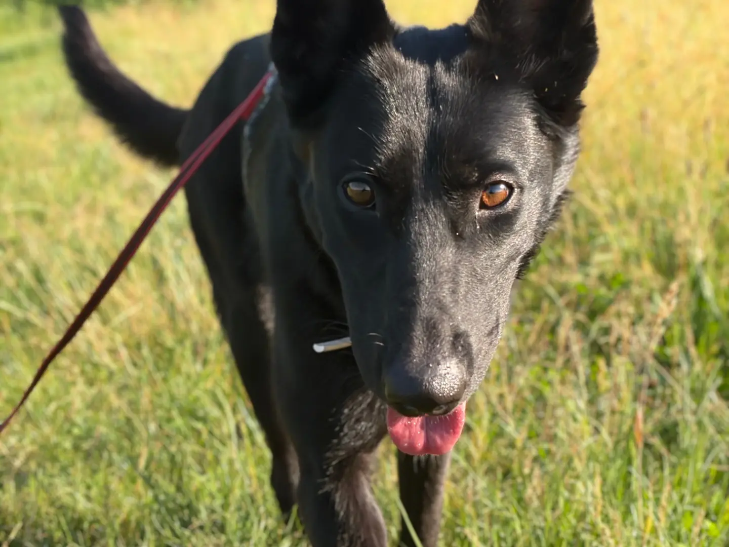 Adozione cane, femmina, Pastore Belga Malinois Razza sconosciuta, 2 anni e 1 mese, taglia media, Milano