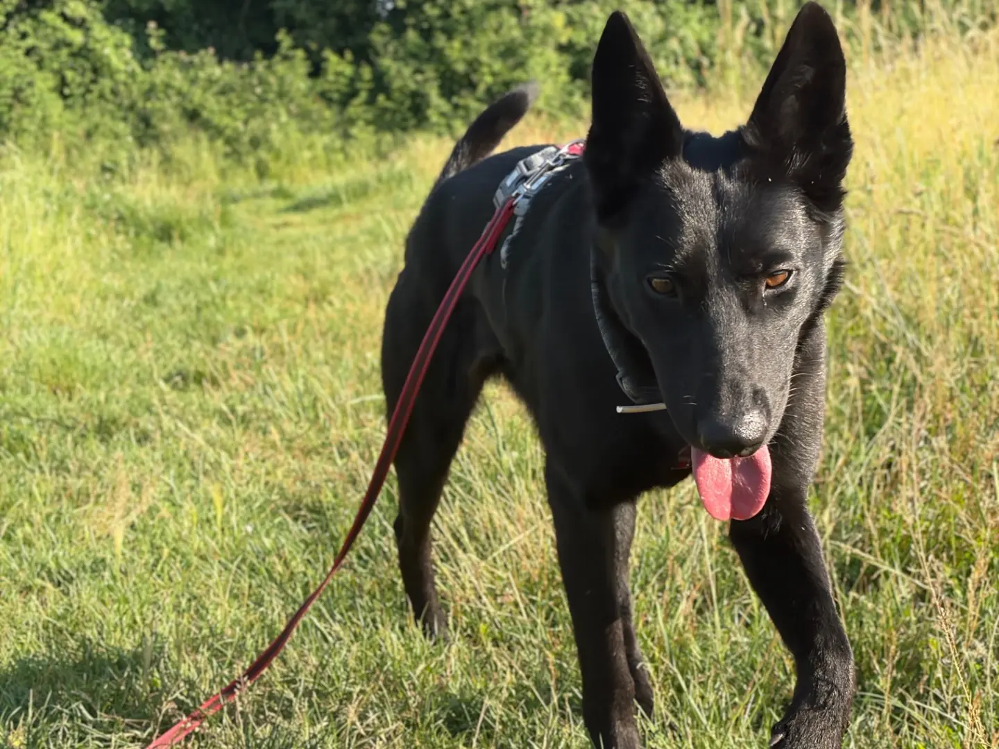 Adotta un cane, femmina, 2 anni e 1 mese, Milano