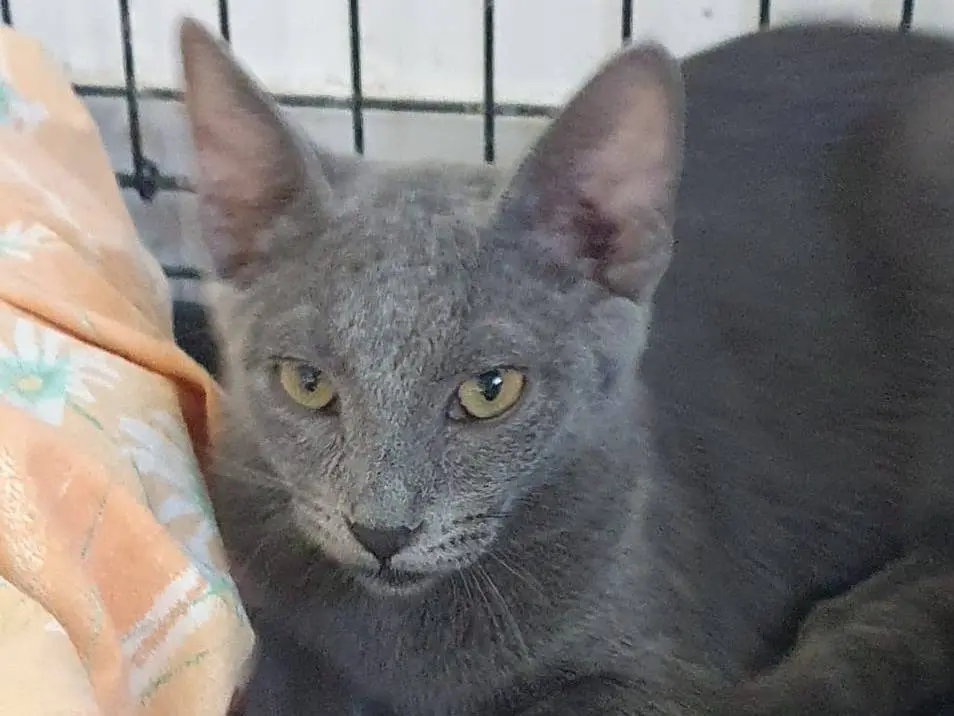 Adotta un gatto, femmina, 6 mesi, Brescia