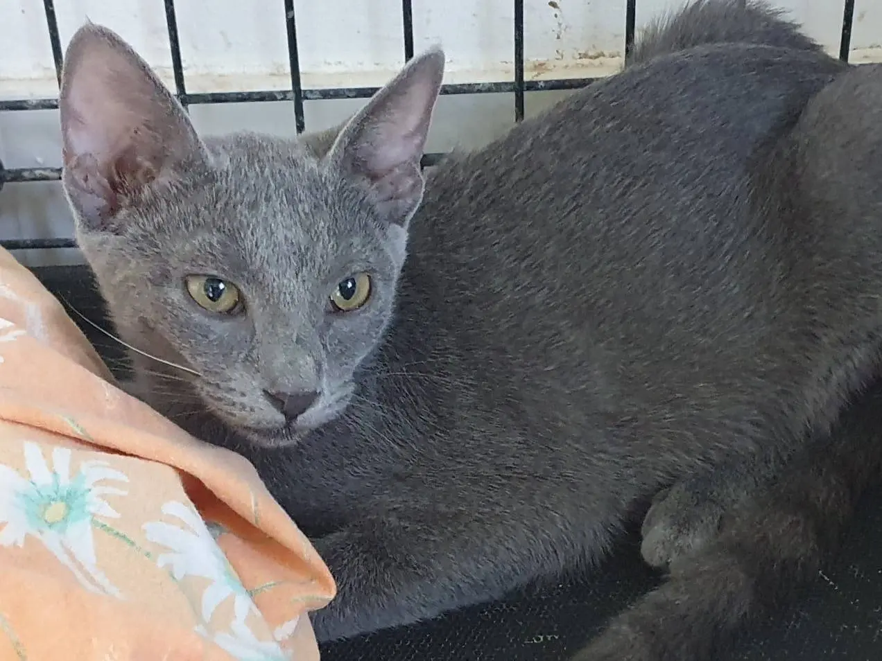 Adotta un gatto, taglia non valida, femmina, Brescia