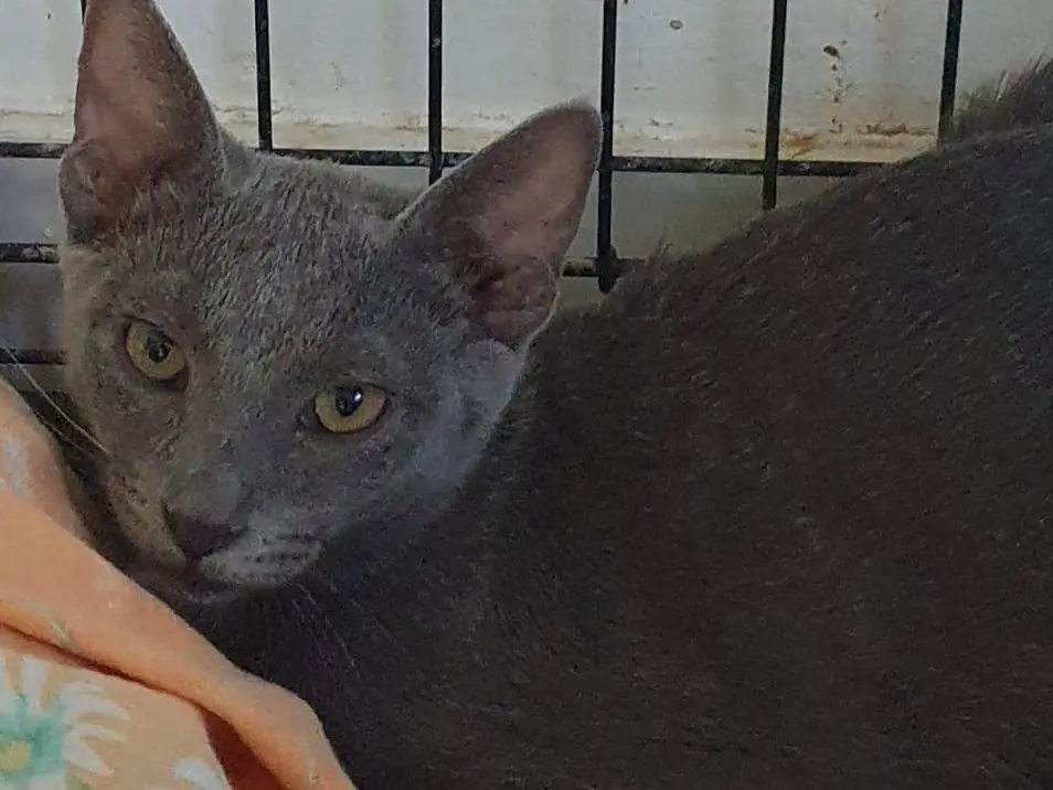 Adozione gatto, femmina, Razza sconosciuta Razza sconosciuta, 6 mesi, taglia non valida, Brescia