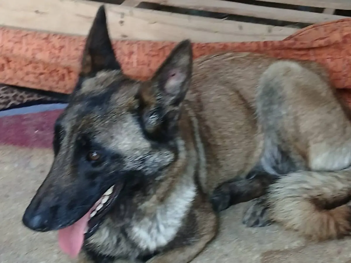 Vuoi adottare un cane a Ancona?