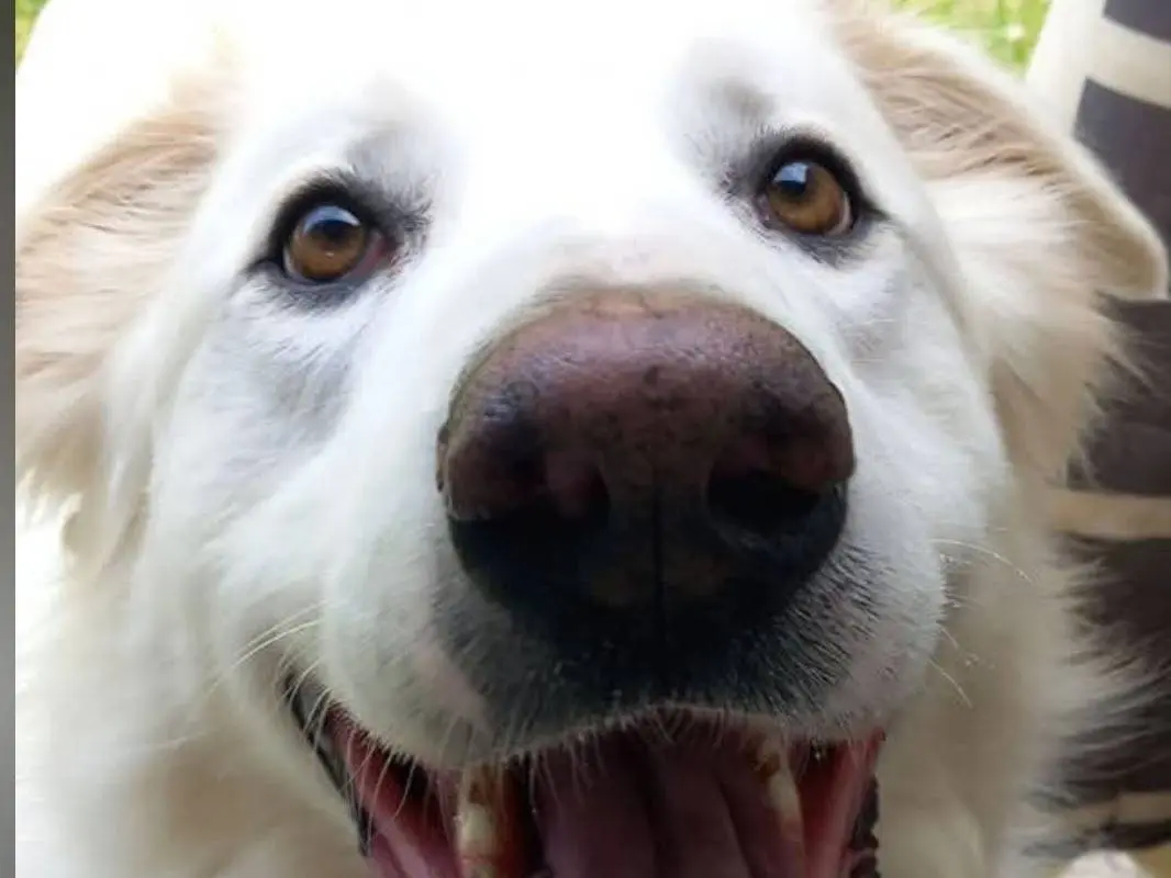 Adotta un cane, taglia gigante, maschio, Terni