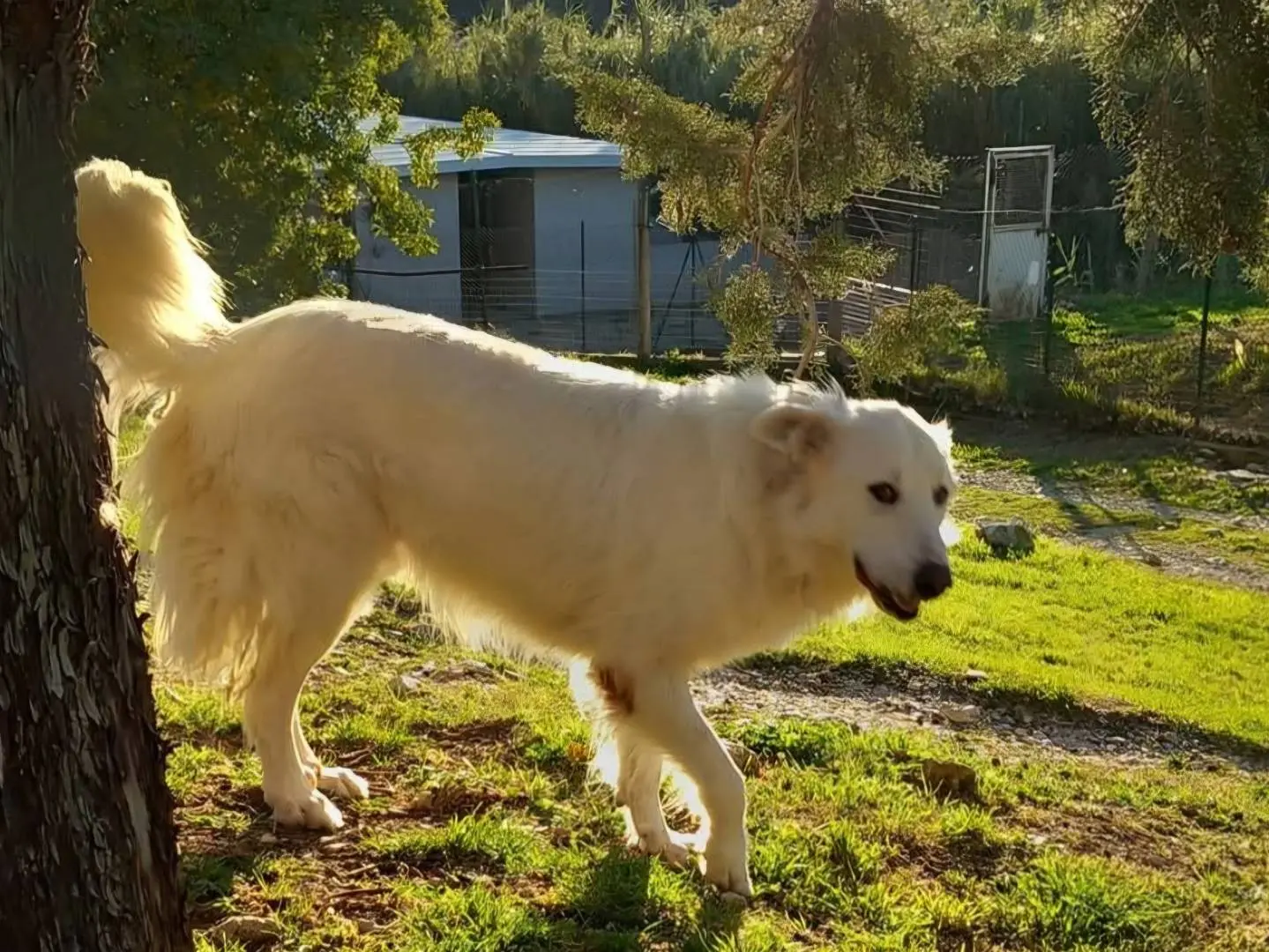 Adotta un cane, maschio, 5 anni e 2 mesi, Terni