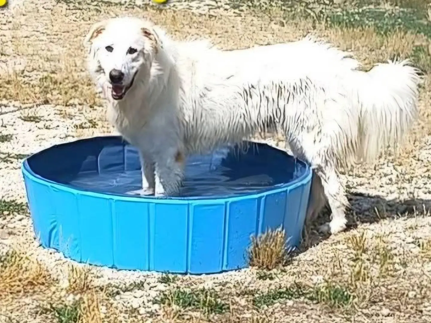 Adozione cane, maschio, Pastore maremmano Razza sconosciuta, 5 anni e 2 mesi, taglia gigante, Terni