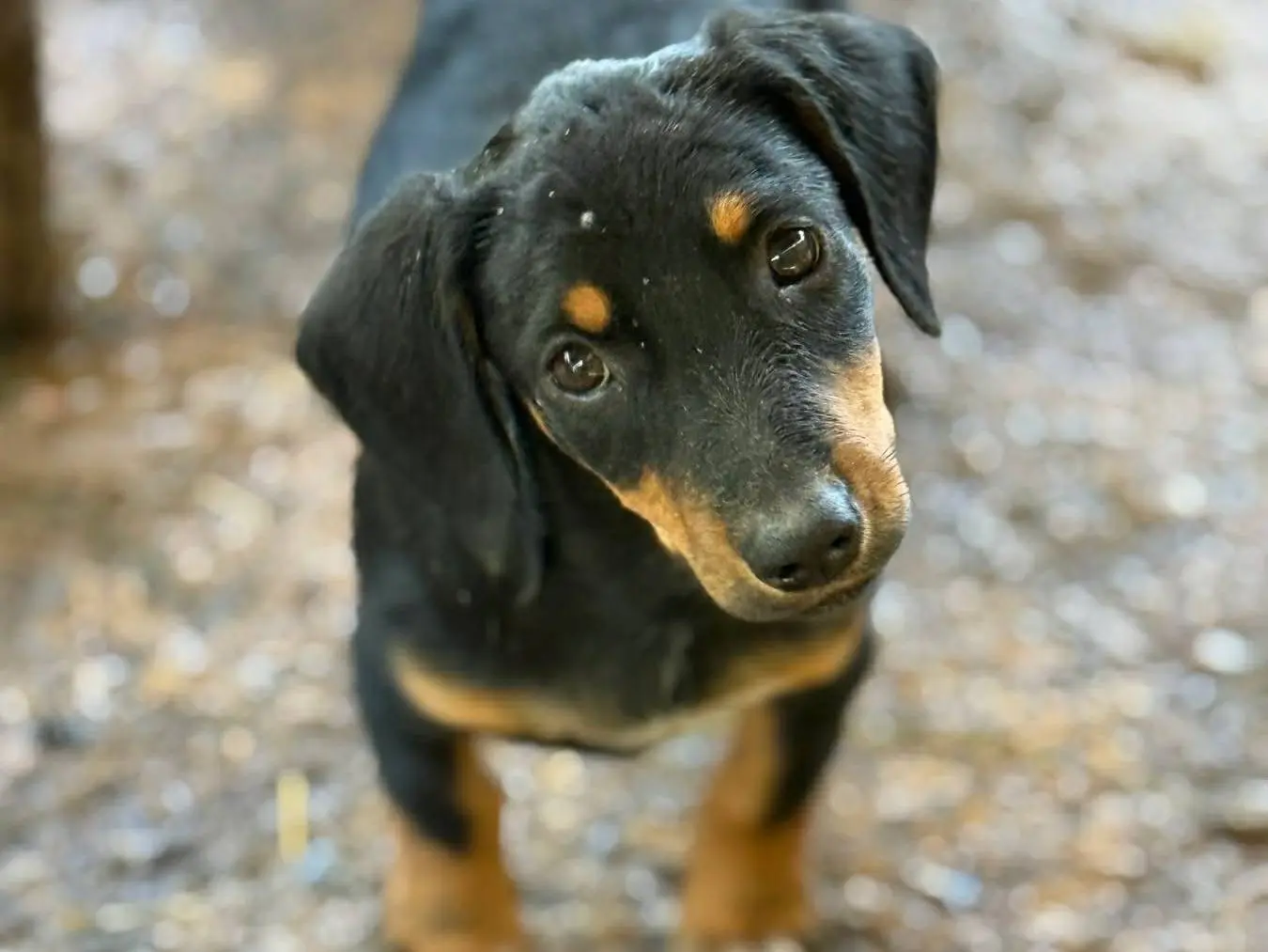 Adotta un cane, taglia piccola, maschio, Firenze