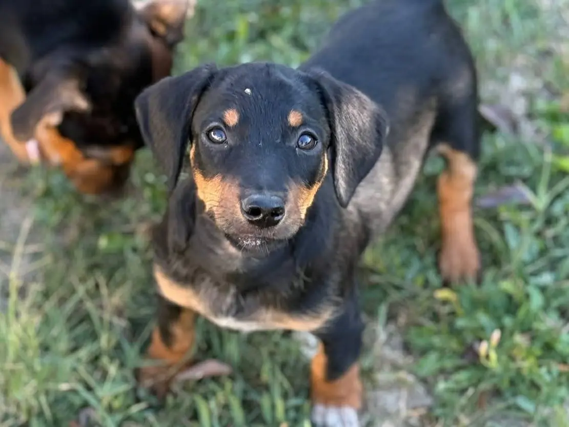 Adotta il cane MOCHI a Firenze
