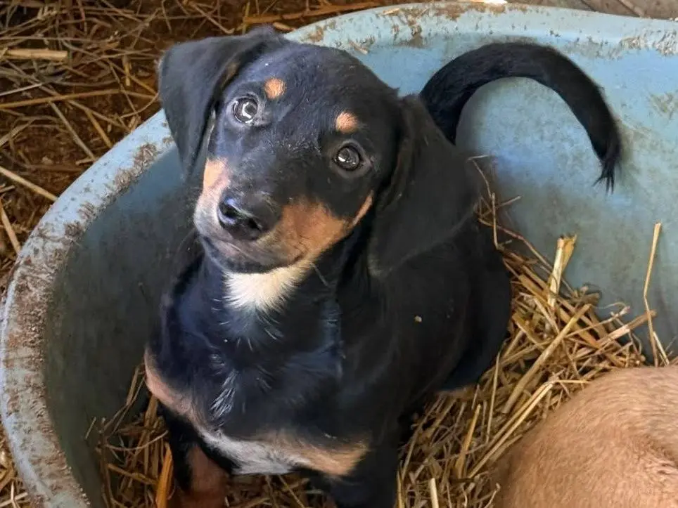 Adotta un cane, maschio, 5 mesi, Firenze