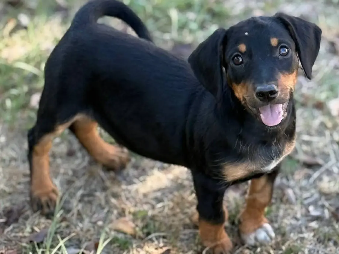 Adozione cane, maschio, Razza sconosciuta Razza sconosciuta, 5 mesi, taglia piccola, Firenze