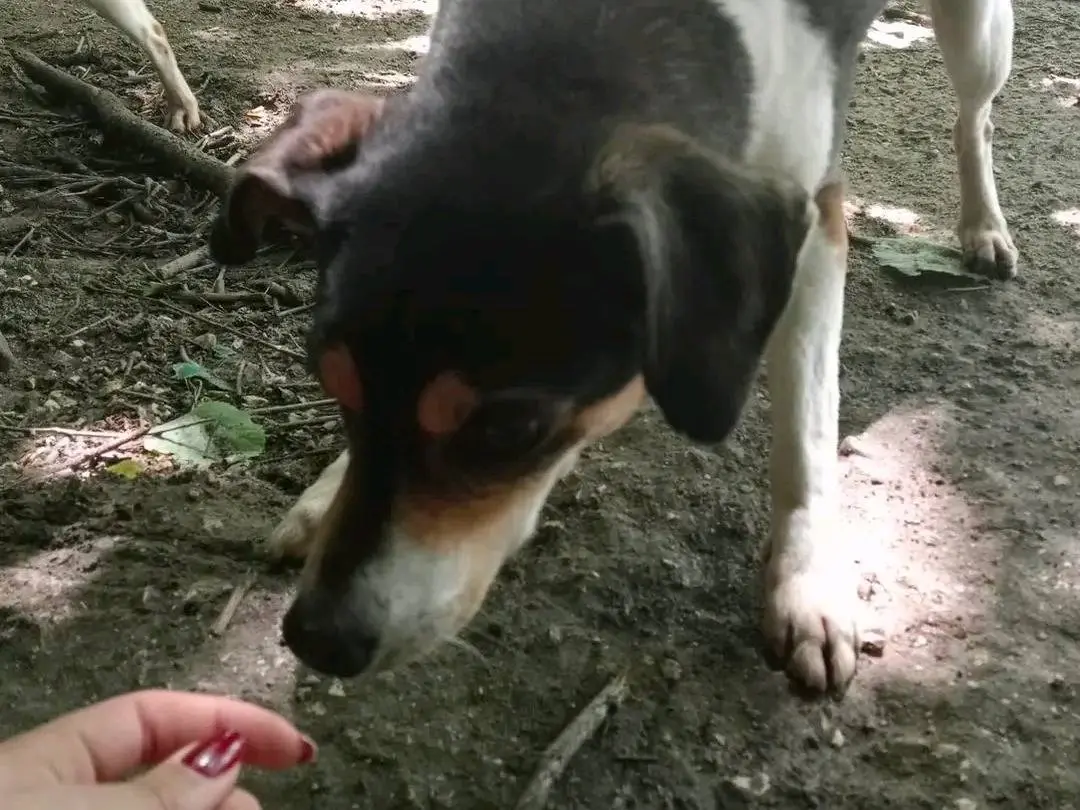 Adotta un cane, taglia piccola, maschio, Cremona
