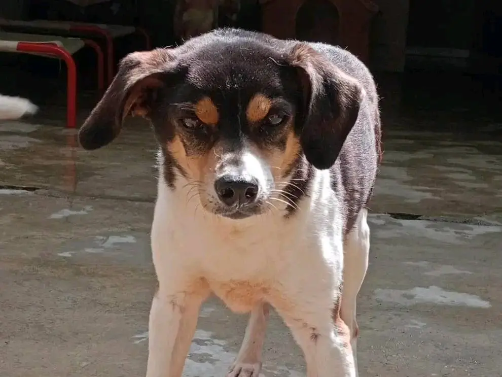 Adotta un cane, maschio, 9 anni e 9 mesi, Cremona
