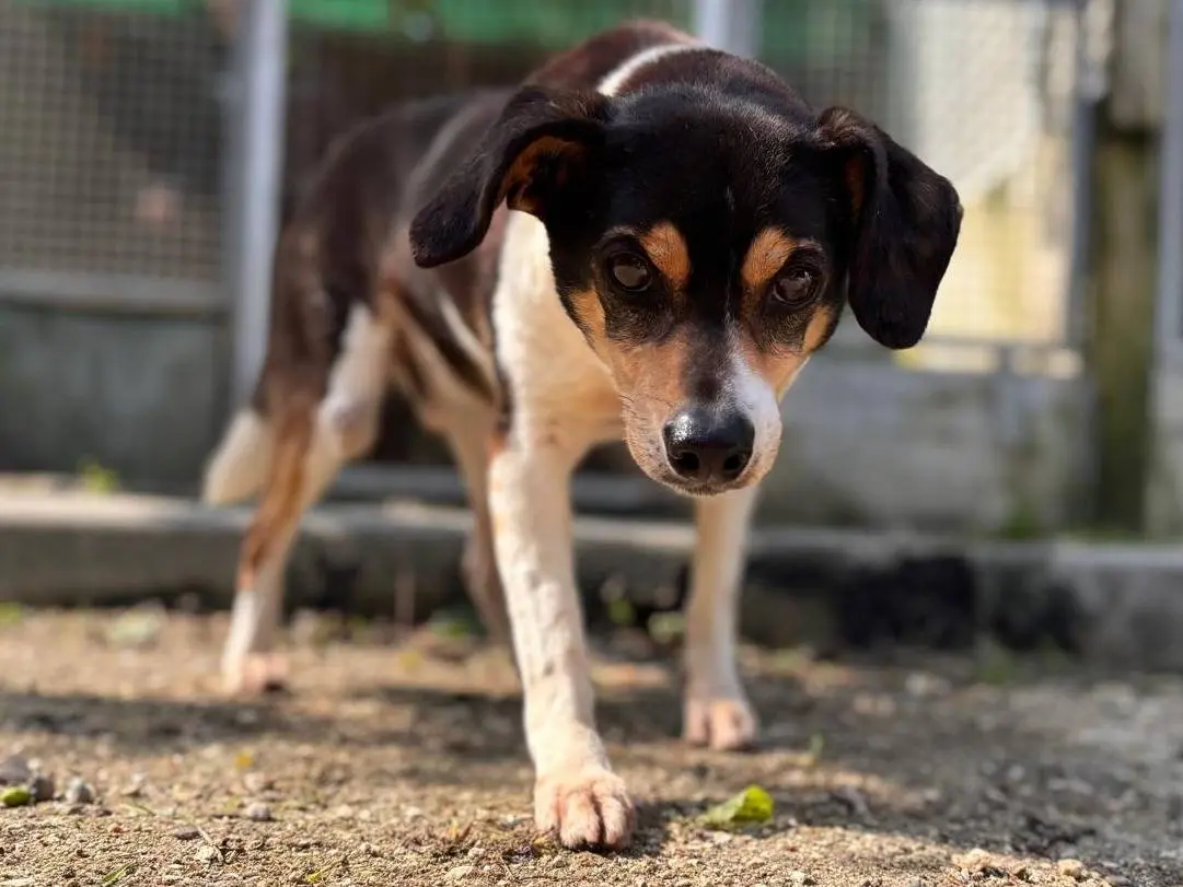 Adozione cane, maschio, Razza sconosciuta Razza sconosciuta, 9 anni e 9 mesi, taglia piccola, Cremona