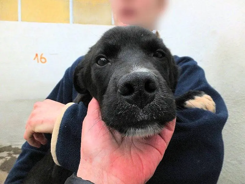 Adotta un cane, maschio, 1 anno e 2 mesi, Frosinone