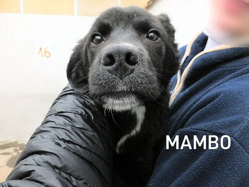 Adozione cane, maschio, Razza sconosciuta Razza sconosciuta, 1 anno e 2 mesi, taglia media, Frosinone