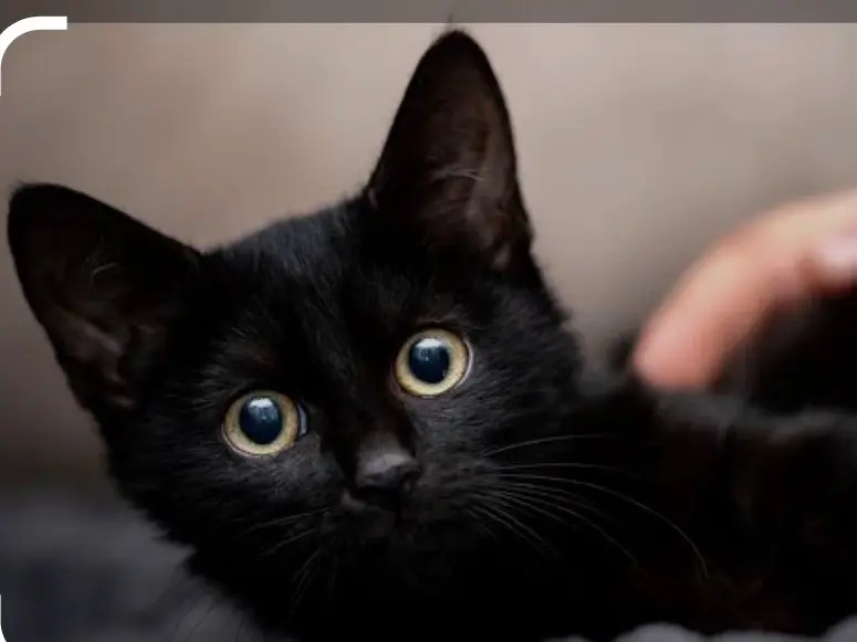 Adotta un gatto, maschio, 3 mesi, Siracusa