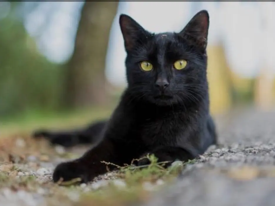 Adozione gatto, maschio, Bombay Razza sconosciuta, 3 mesi, taglia non valida, Siracusa