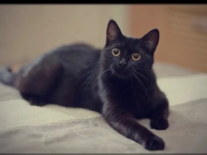 Adotta un gatto, taglia non valida, maschio, Siracusa
