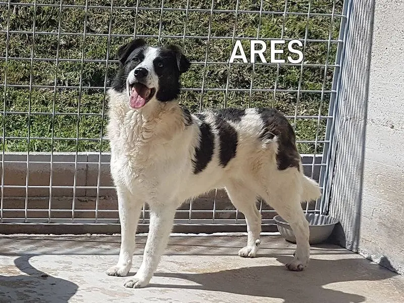 Adozione cane, maschio, Border Collie Razza sconosciuta, 10 anni e 3 mesi, taglia media, Frosinone