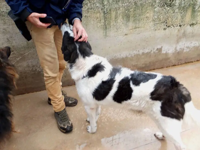 Vuoi adottare un cane a Frosinone?