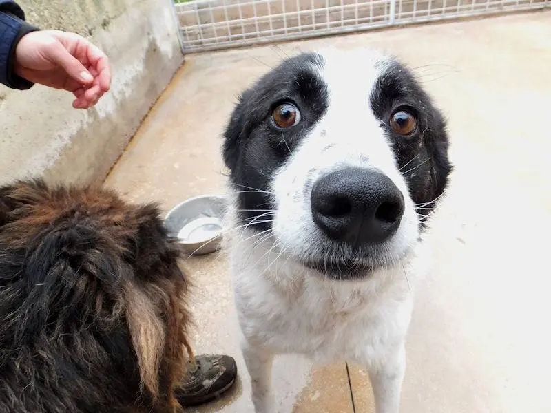 Adotta un cane, maschio, 10 anni e 3 mesi, Frosinone