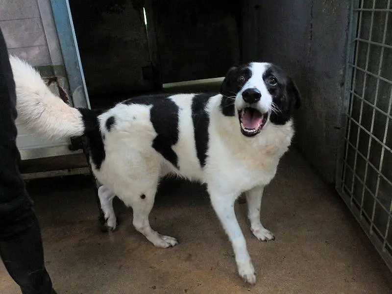 Adotta il cane ARES a Frosinone