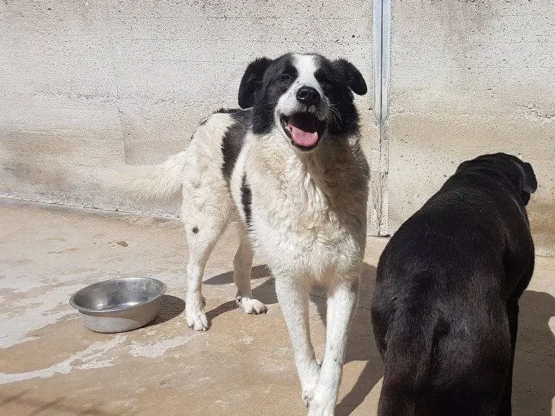 Adotta un cane, taglia media, maschio, Frosinone