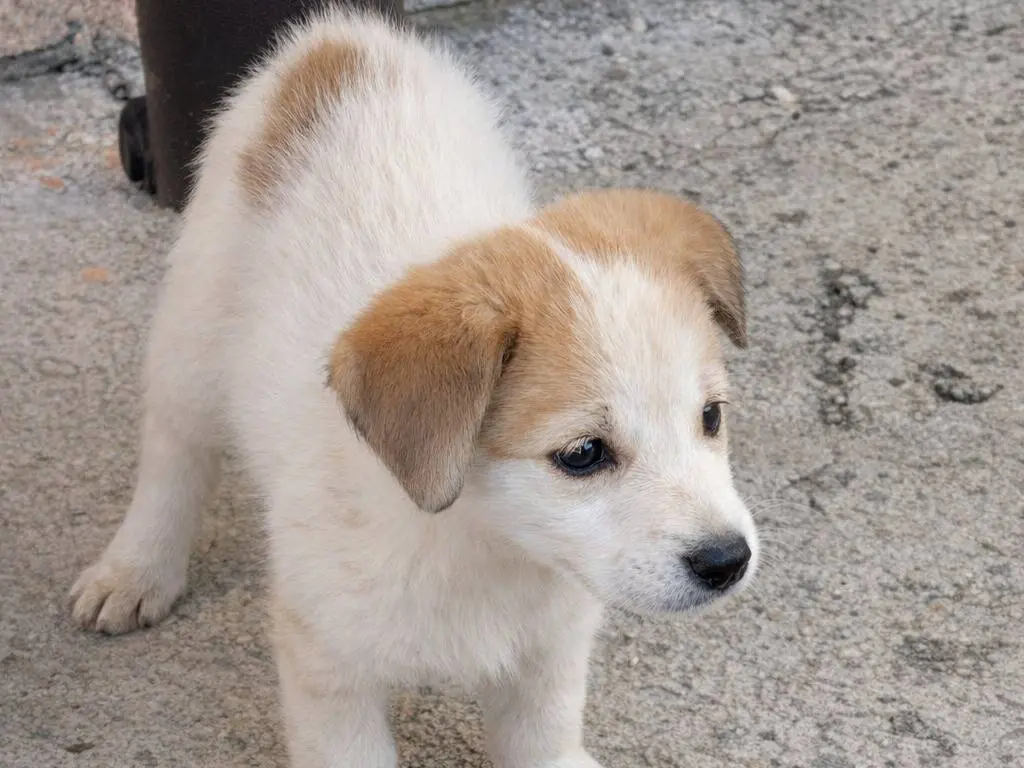 Adotta un cane, maschio, 2 mesi, Avellino
