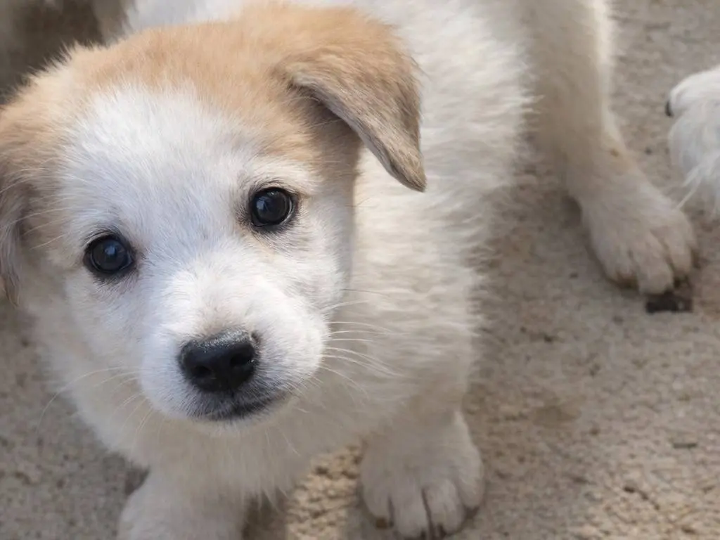 Adotta un cane, taglia media, maschio, Avellino