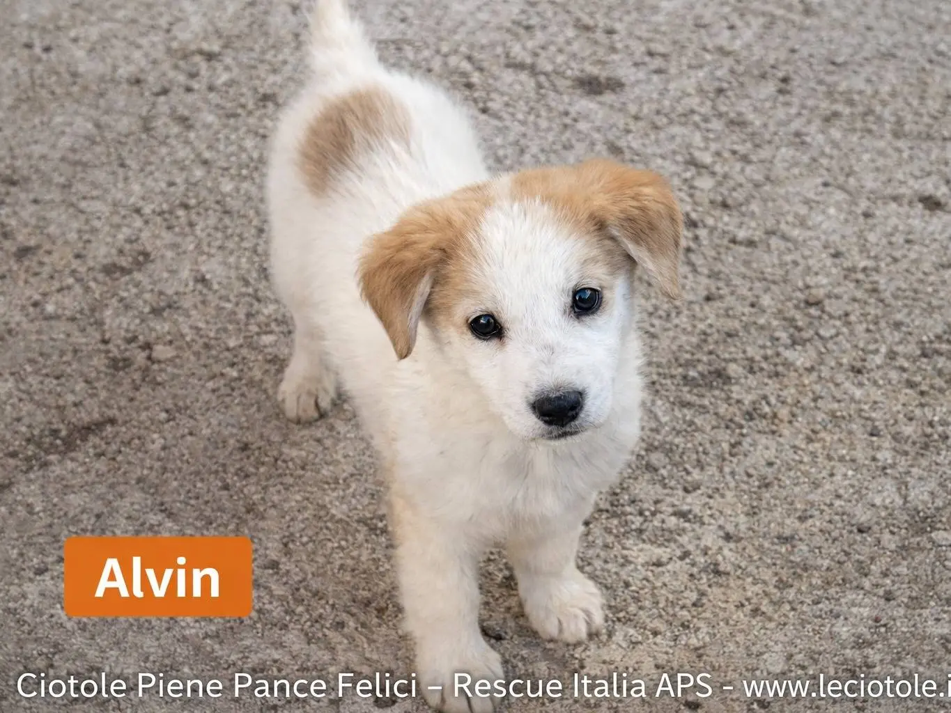 Adozione cane, maschio, Razza sconosciuta Razza sconosciuta, 2 mesi, taglia media, Avellino