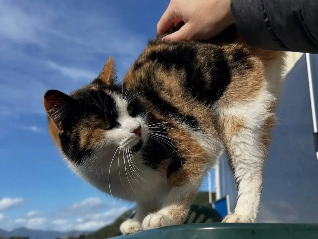 Adotta un gatto, taglia non valida, femmina, Latina