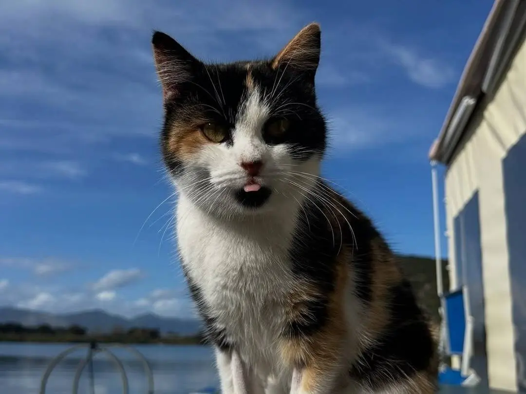 Adozione gatto, femmina, Razza sconosciuta Razza sconosciuta, 3 anni e 6 mesi, taglia non valida, Latina