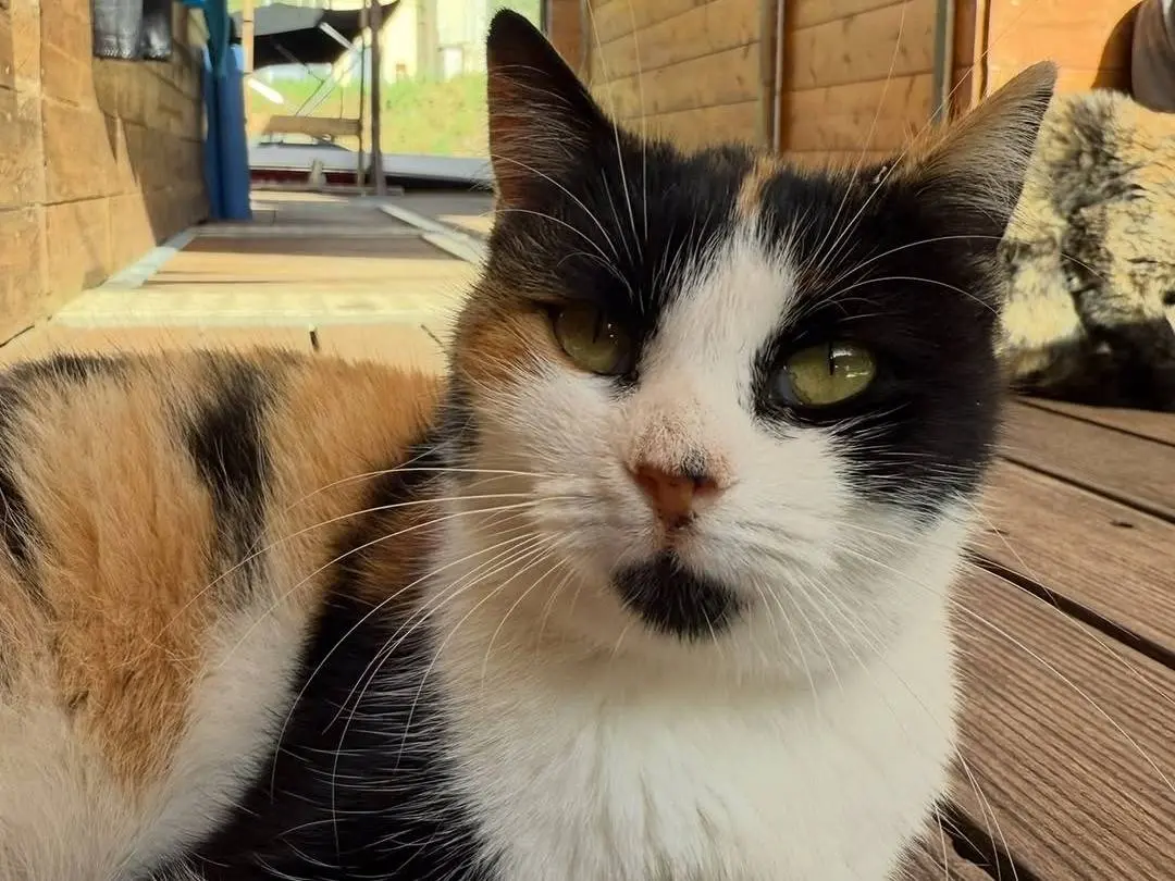 Adotta un gatto, femmina, 3 anni e 6 mesi, Latina