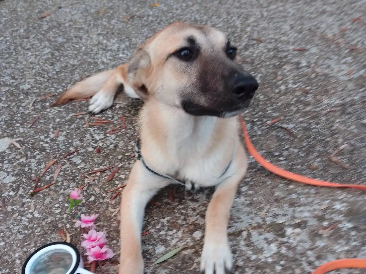 Adozione cane, femmina, Razza sconosciuta Razza sconosciuta, 1 anno e 9 mesi, taglia media, Avellino