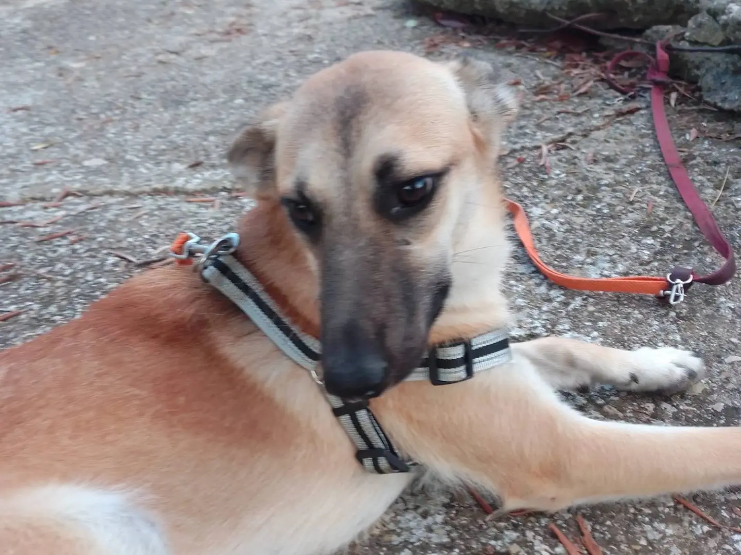 Adotta un cane, femmina, 1 anno e 9 mesi, Avellino