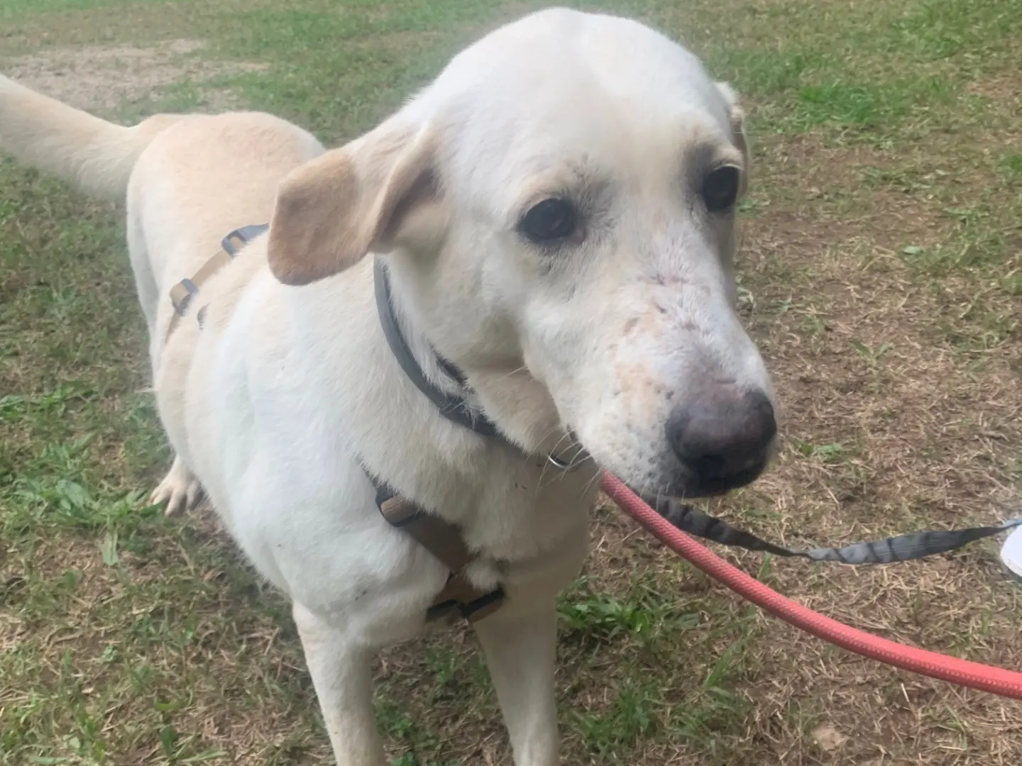 Adotta un cane, femmina, 5 anni e 8 mesi, Milano