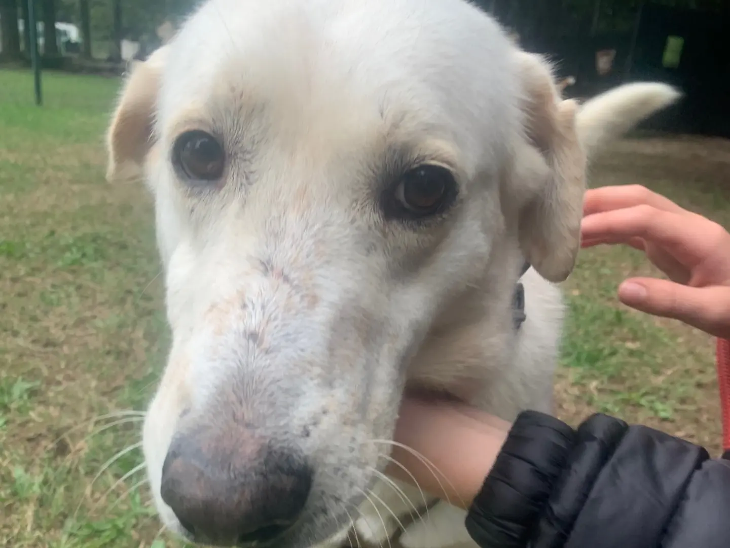 Adozione cane, femmina, Labrador Retriever Razza sconosciuta, 5 anni e 8 mesi, taglia media, Milano