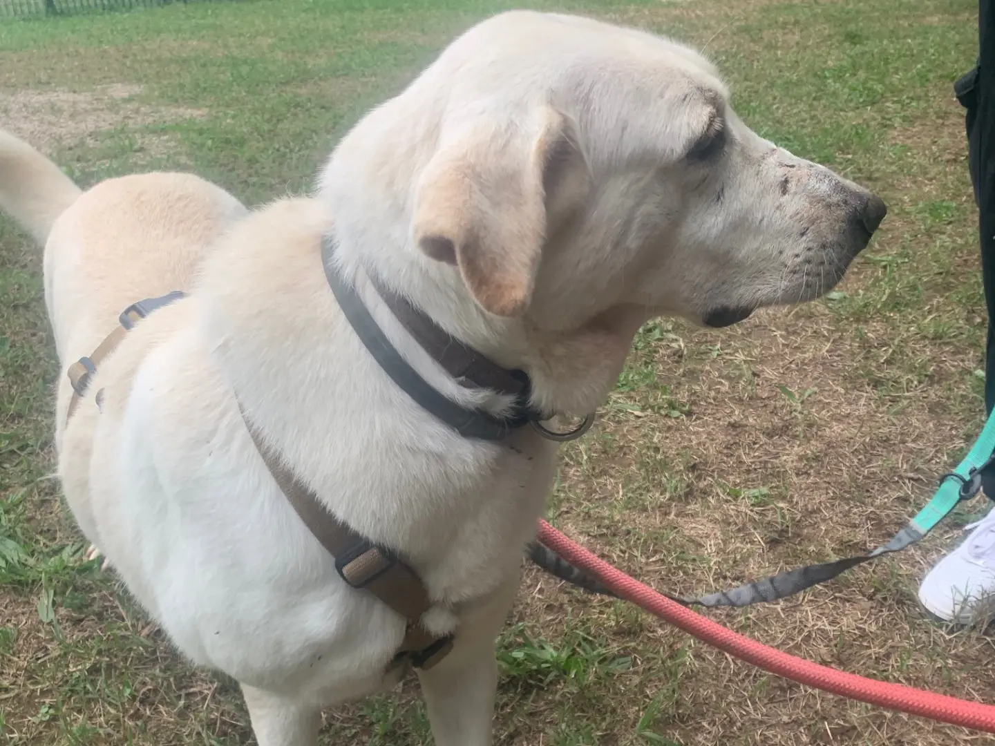 Vuoi adottare un cane a Milano?