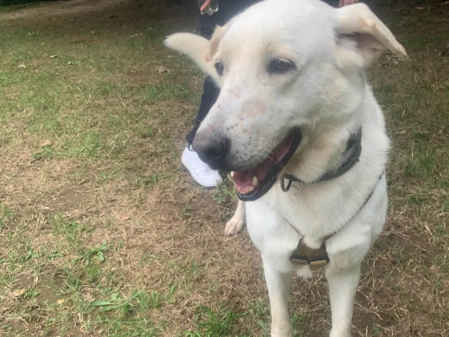 Adotta il cane Tessa a Milano