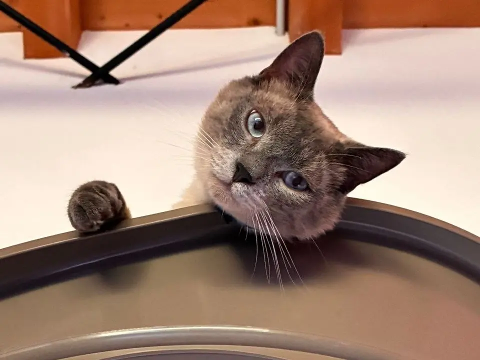 Adotta un gatto, maschio, 1 anno e 5 mesi, Brescia