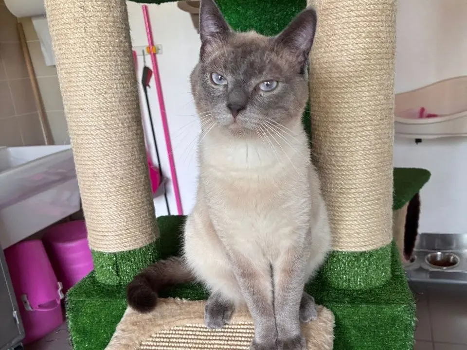 Adozione gatto, maschio, Razza sconosciuta Razza sconosciuta, 1 anno e 5 mesi, taglia non valida, Brescia