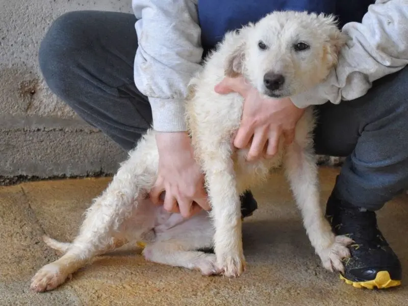 Adotta il cane Adryelle a Roma