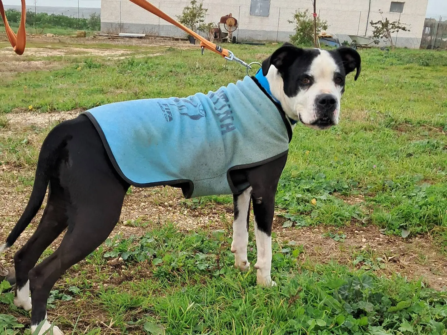 Vuoi adottare un cane a Agrigento?