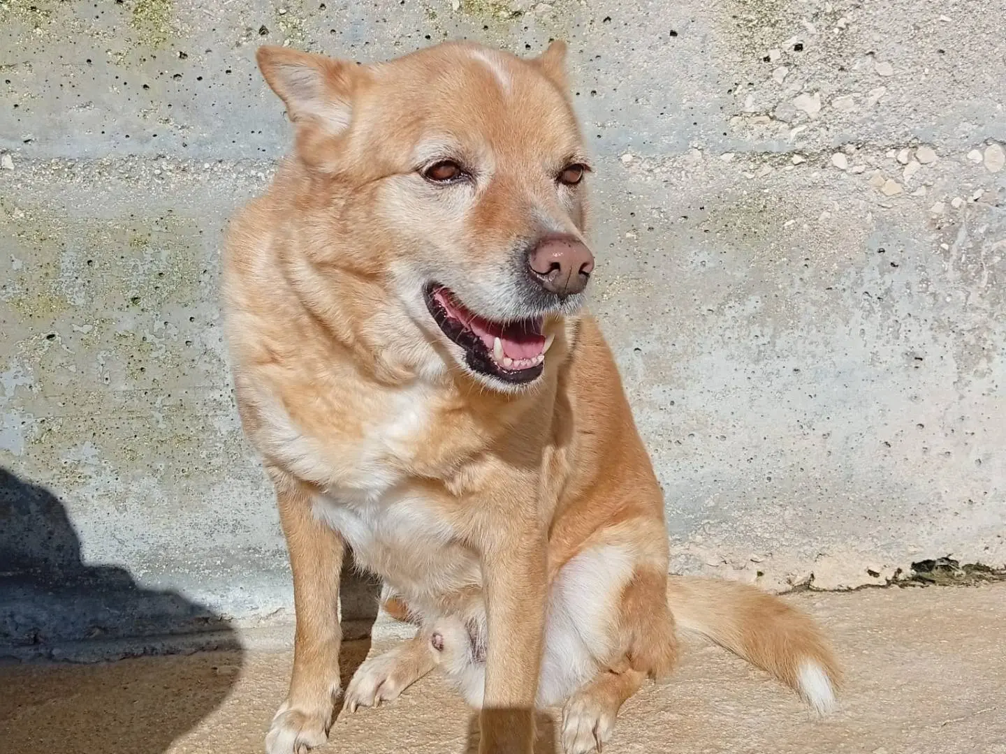 Adozione cane, maschio, Razza sconosciuta Razza sconosciuta, 7 anni e 9 mesi, taglia media, Taranto